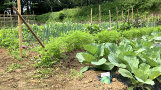 野菜畑